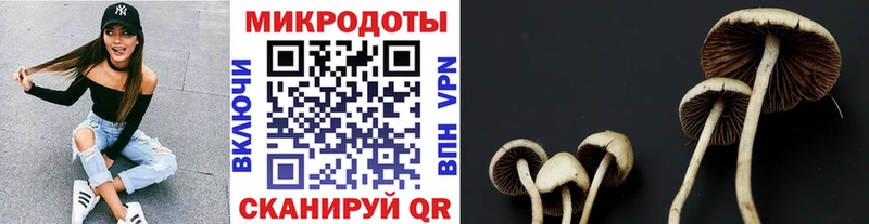 Псилоцибиновые грибы Psilocybine cubensis  Бутурлиновка 